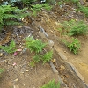 Plants: image 95 Of 94 Thumb